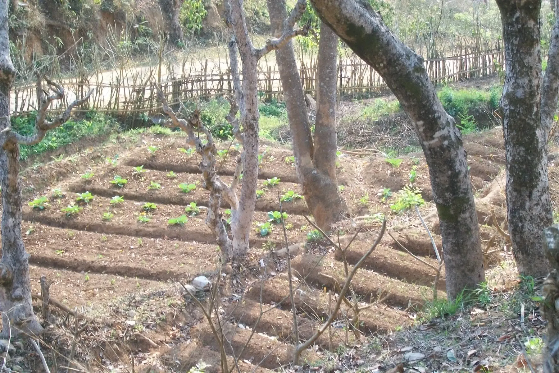 SADP Nepal